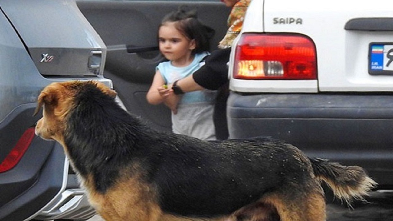 کاهش ۳ درصدی مصدومان ناشی از گازگرفتگی سگ در مازندران