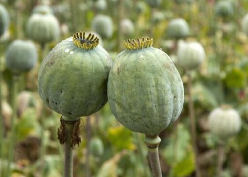 جرم‌انگاری کشت گیاهان ممنوعه؛ دهیاران متخلف برکنار می‌شوند