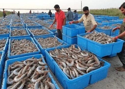 پیش بینی برداشت بیش از ۲ هزار و ۵۰۰ میگو در خوزستان