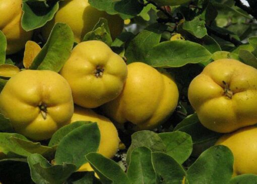 به‌های طلایی فارس؛ از باغ تا بازار‌های ملی