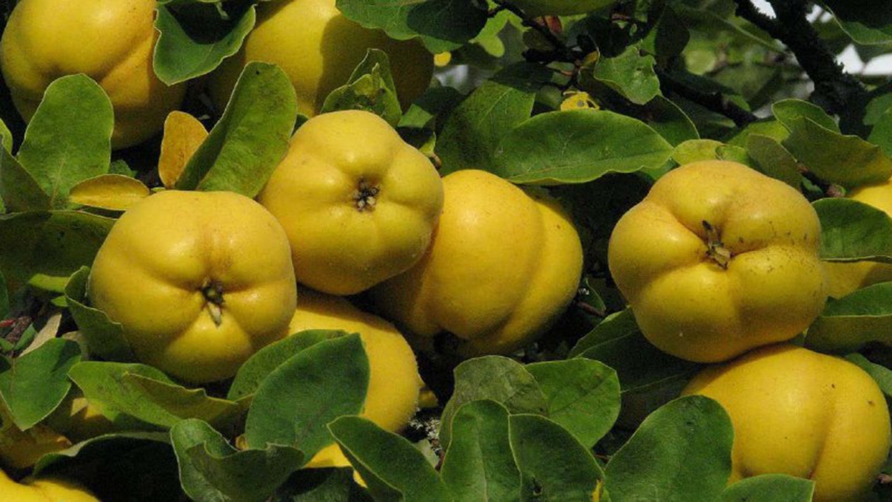 به‌های طلایی فارس؛ از باغ تا بازار‌های ملی