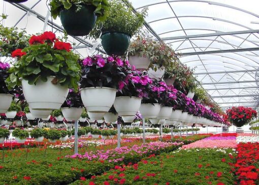 طلایه‌داران گل و گیاه کشور در شیراز گرد هم می‌آیند