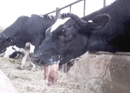 جولان تب برفکی در قم+فیلم