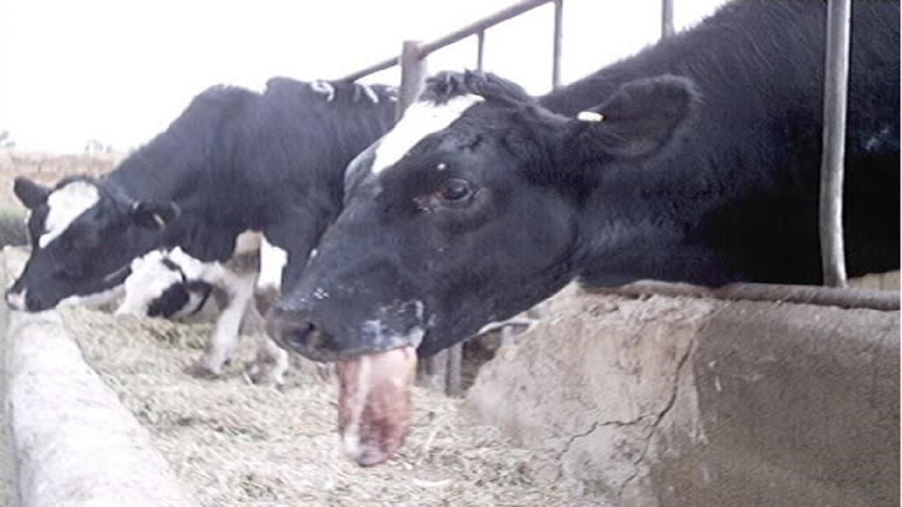 جولان تب برفکی در قم+فیلم