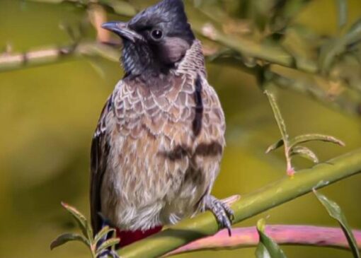 غنای تنوع زیستی کردستان با ثبت دو گونه پرنده جدید در سنندج
