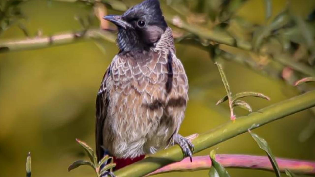 غنای تنوع زیستی کردستان با ثبت دو گونه پرنده جدید در سنندج