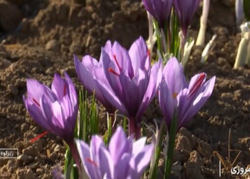 روز‌های پایانی برداشت زعفران + فیلم