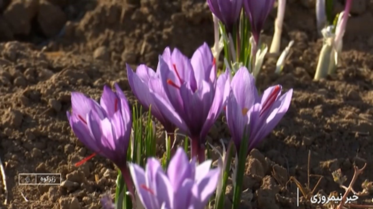 روز‌های پایانی برداشت زعفران + فیلم