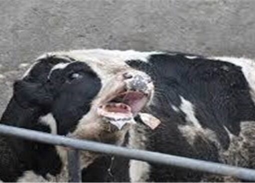 ایمن سازی بیش از ۳میلیون و ۲۰۰هزار دام سبک و سنگین استان برعلیه سویه جدید تب برفکی