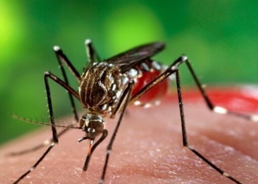 ثبت بیشترین آمار مبتلایان به تب دنگی در بندرعباس