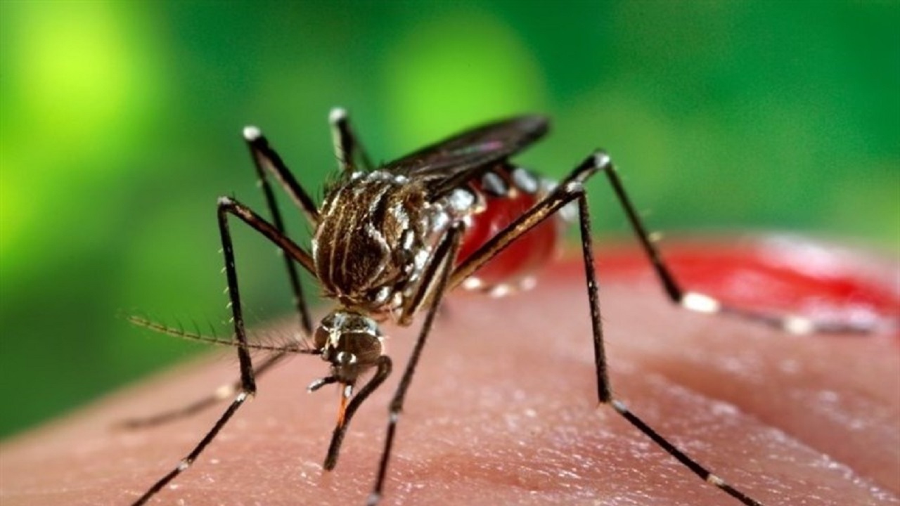 ثبت بیشترین آمار مبتلایان به تب دنگی در بندرعباس