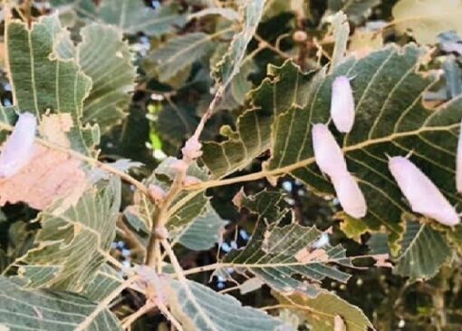 هجوم برگ‌خوار‌ها به ۲۳۰ هزار هکتار از جنگل‌های لرستان