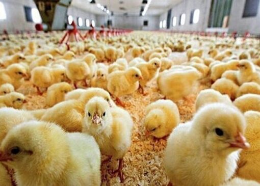 قیمت هر قطعه جوجه یکروزه به ۵ هزارتومان رسید