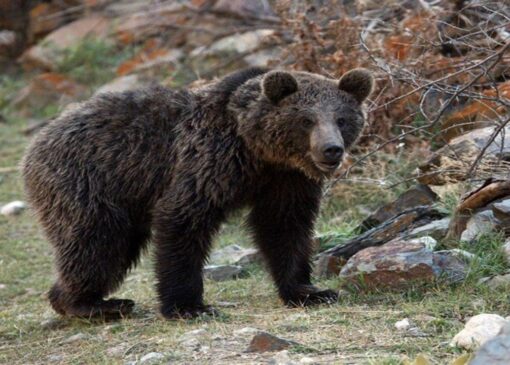 خرس قهوه‌ای مازندران آمادۀ خواب زمستانی می‌شود + فیلم