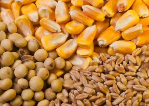 تأمین و توزیع نهاده‌های دامی در فارس برای حمایت از دامداران و مرغداران