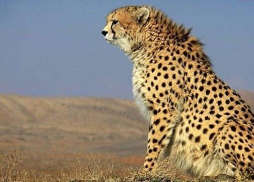 چهارمین مشاهده یوزپلنگ آسیایی در سال‌جاری