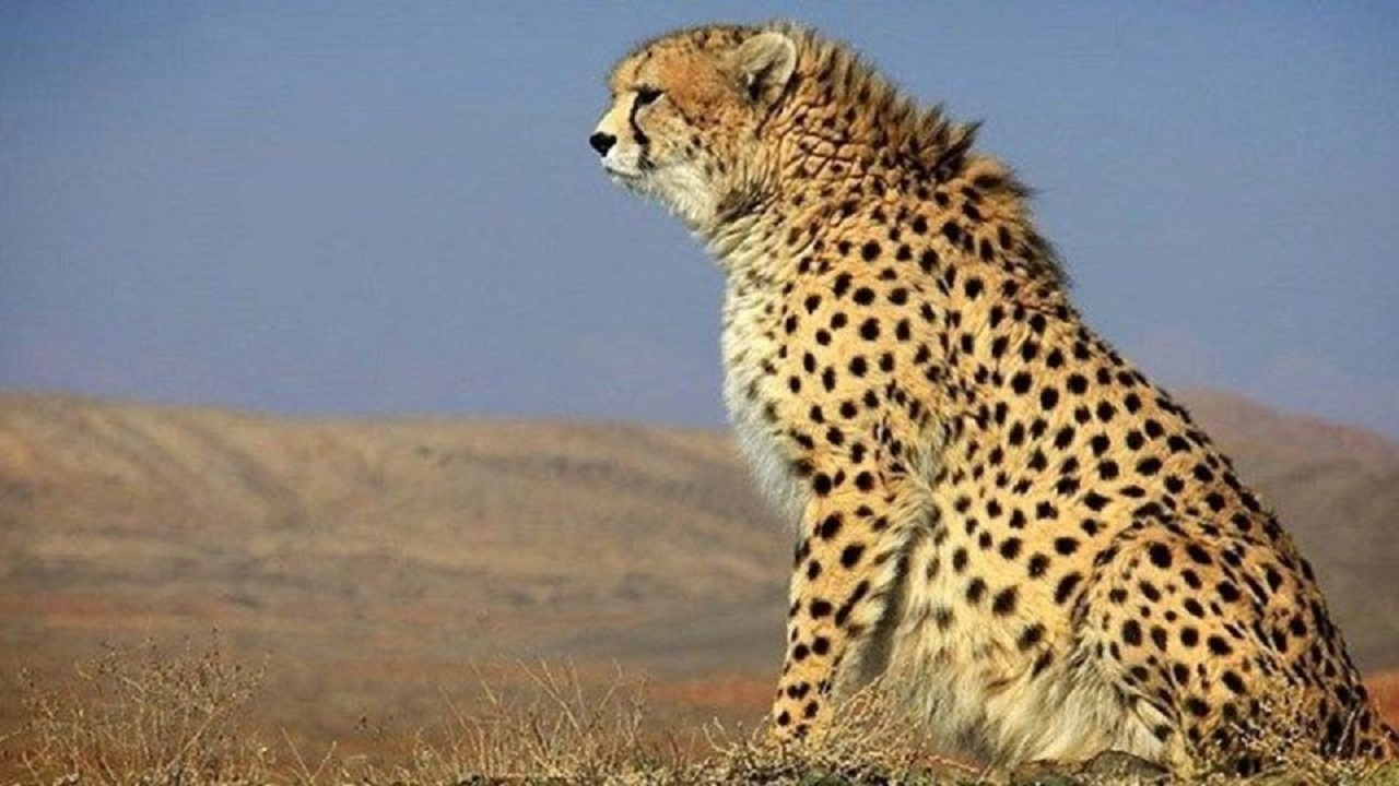 چهارمین مشاهده یوزپلنگ آسیایی در سال‌جاری