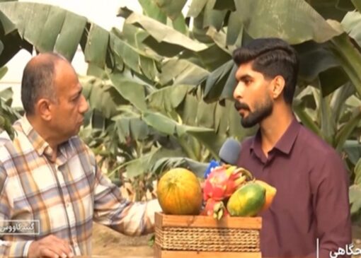 پرورش میوه‌های استوایی در گلخانه‌های گلستان + فیلم
