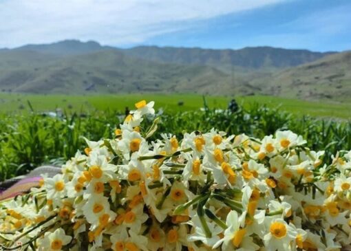برداشت نرگس از باغ‌های شهرستان خفر