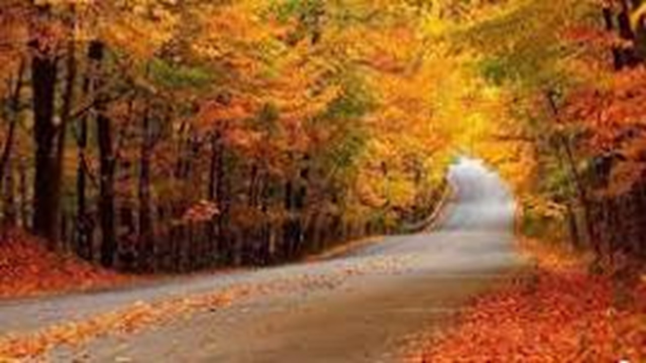 جشن رنگ‌ها در پارک ملی گلستان + فیلم