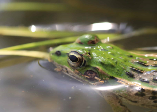 قورباغه‌های بی‌باک قاتلِ زنبورهای قاتل!