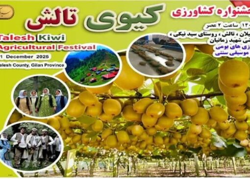 برگزاری جشنواره کیوی در غرب گیلان