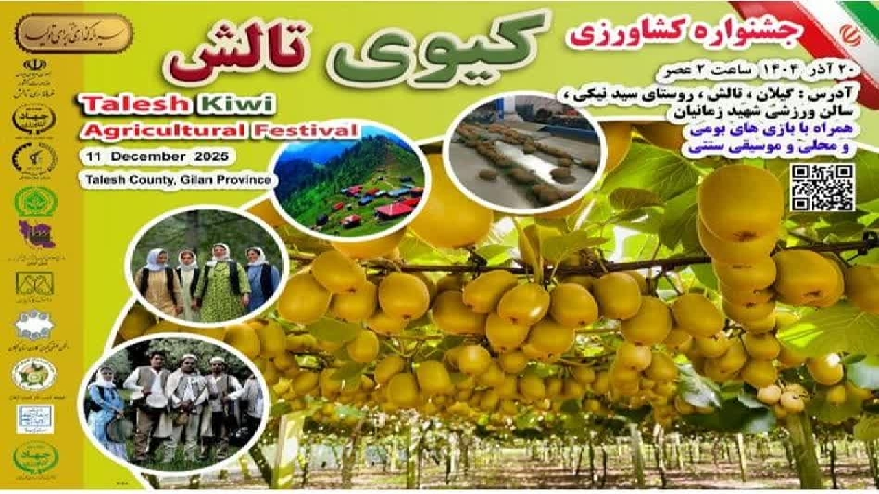برگزاری جشنواره کیوی در غرب گیلان