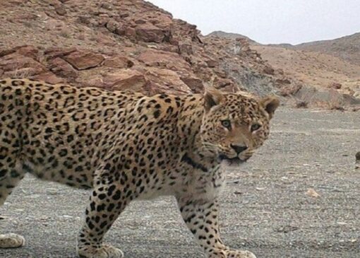 مشاهده پلنگ ایرانی در الموت قزوین