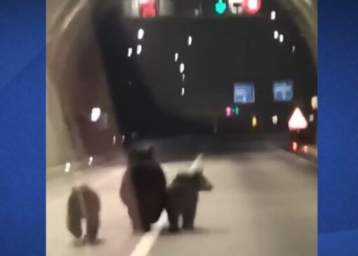 ثبت تصاویر کم‌نظیر از سه خرس در تونل ۱۱۰۰ متری + فیلم