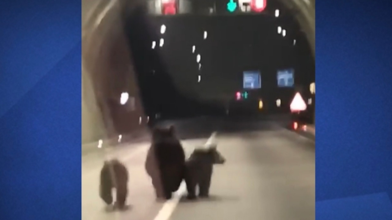 ثبت تصاویر کم‌نظیر از سه خرس در تونل ۱۱۰۰ متری + فیلم