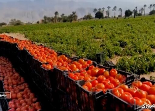 گوجه‌های نوبر استان بوشهر به بازار رسید + فیلم