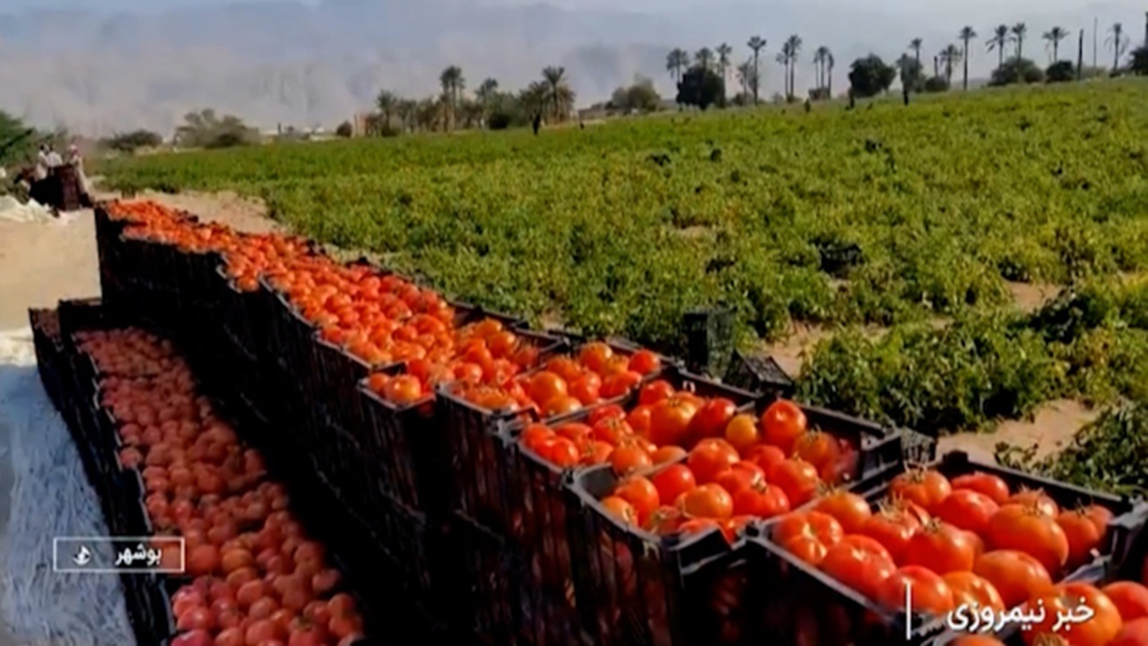 گوجه‌های نوبر استان بوشهر به بازار رسید + فیلم