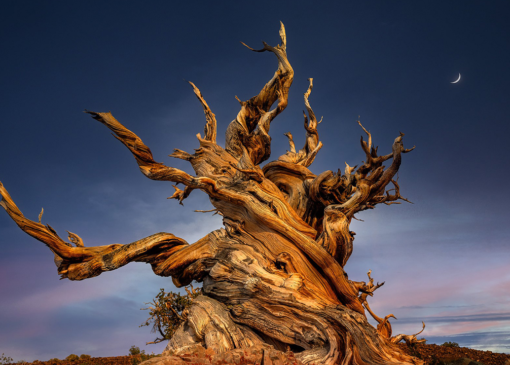 قدیمی‌ترین موجود زنده زمین که توسط انسان از بین رفت
