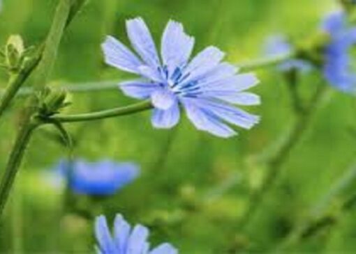 همکاری مشترک اردبیل و چین در حوزه گیاهان دارویی