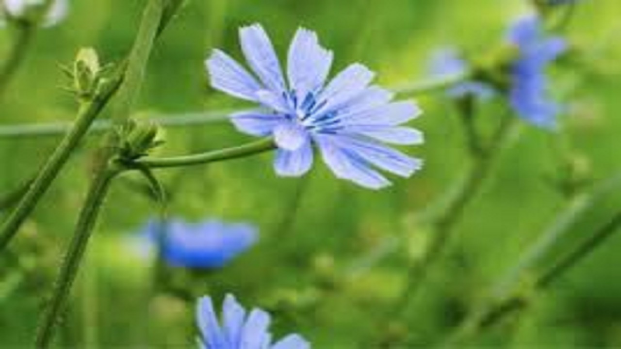 همکاری مشترک اردبیل و چین در حوزه گیاهان دارویی