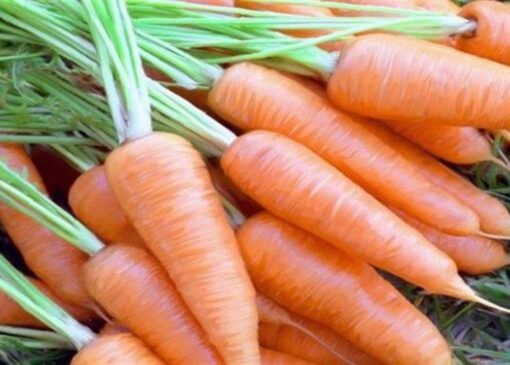 جشنواره زردک خرانق، نماد همدلی مردم و معرفی ظرفیت‌های روستایی