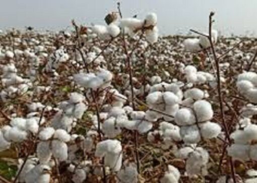 برداشت ۴۷۰۰۰ تن پنبه در اردبیل