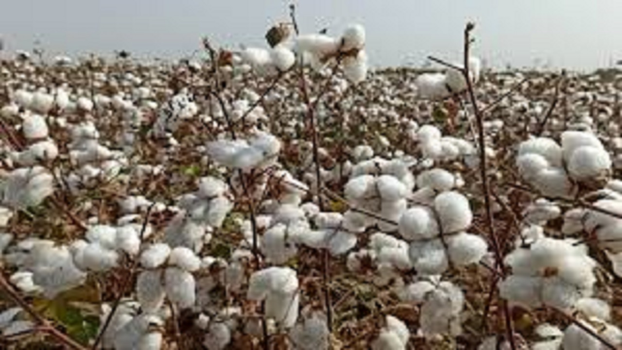 برداشت ۴۷۰۰۰ تن پنبه در اردبیل