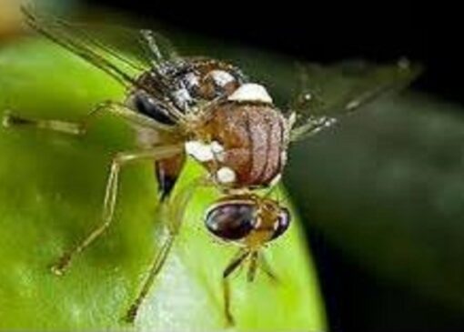 نبرد با مگس میوه مدیترانه‌ای در جویبار