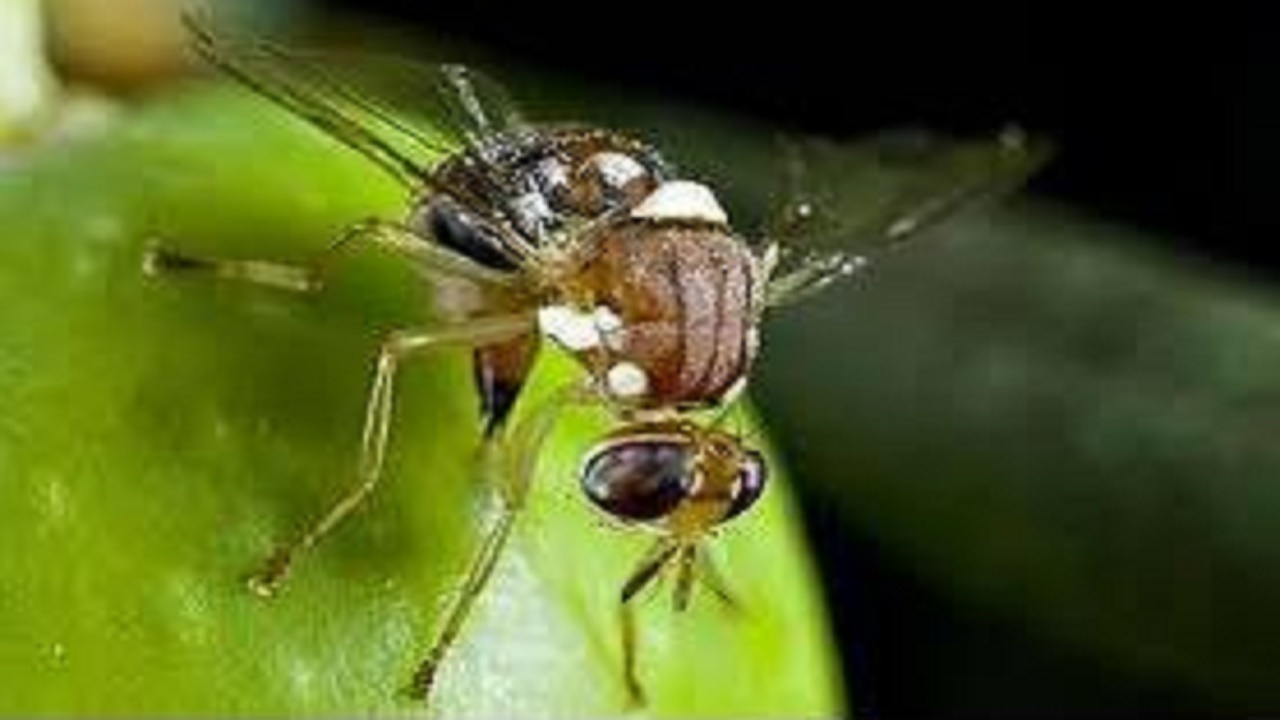 نبرد با مگس میوه مدیترانه‌ای در جویبار