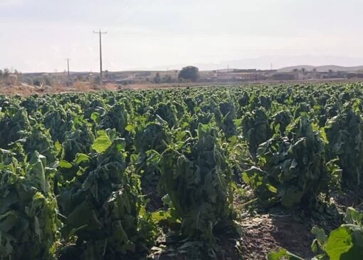 مزارع احمدآباد تا مهرنجان کازرون در گل و لای