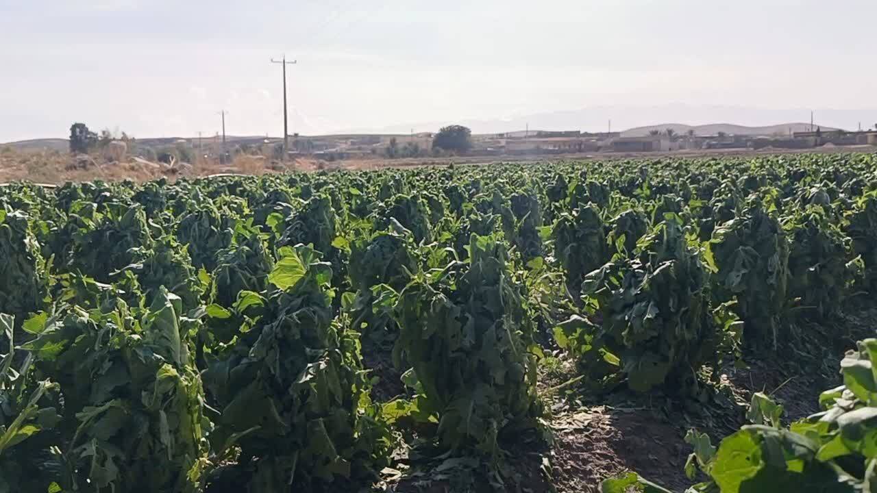 مزارع احمدآباد تا مهرنجان کازرون در گل و لای