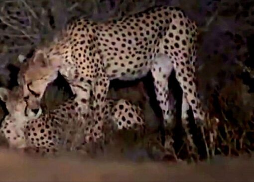 مشاهده ۶ قلاده یوزپلنگ آسیایی در میاندشت خراسان‌شمالی