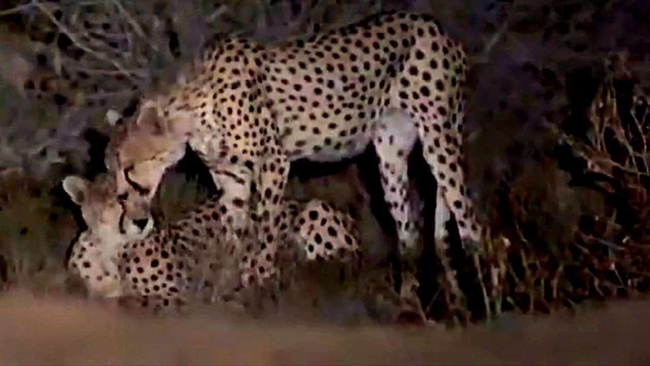 مشاهده ۶ قلاده یوزپلنگ آسیایی در میاندشت خراسان‌شمالی