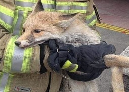 جلسه محیط زیست و آتش‌نشانی درباره حضور جانوران وحشی در مناطق شهری