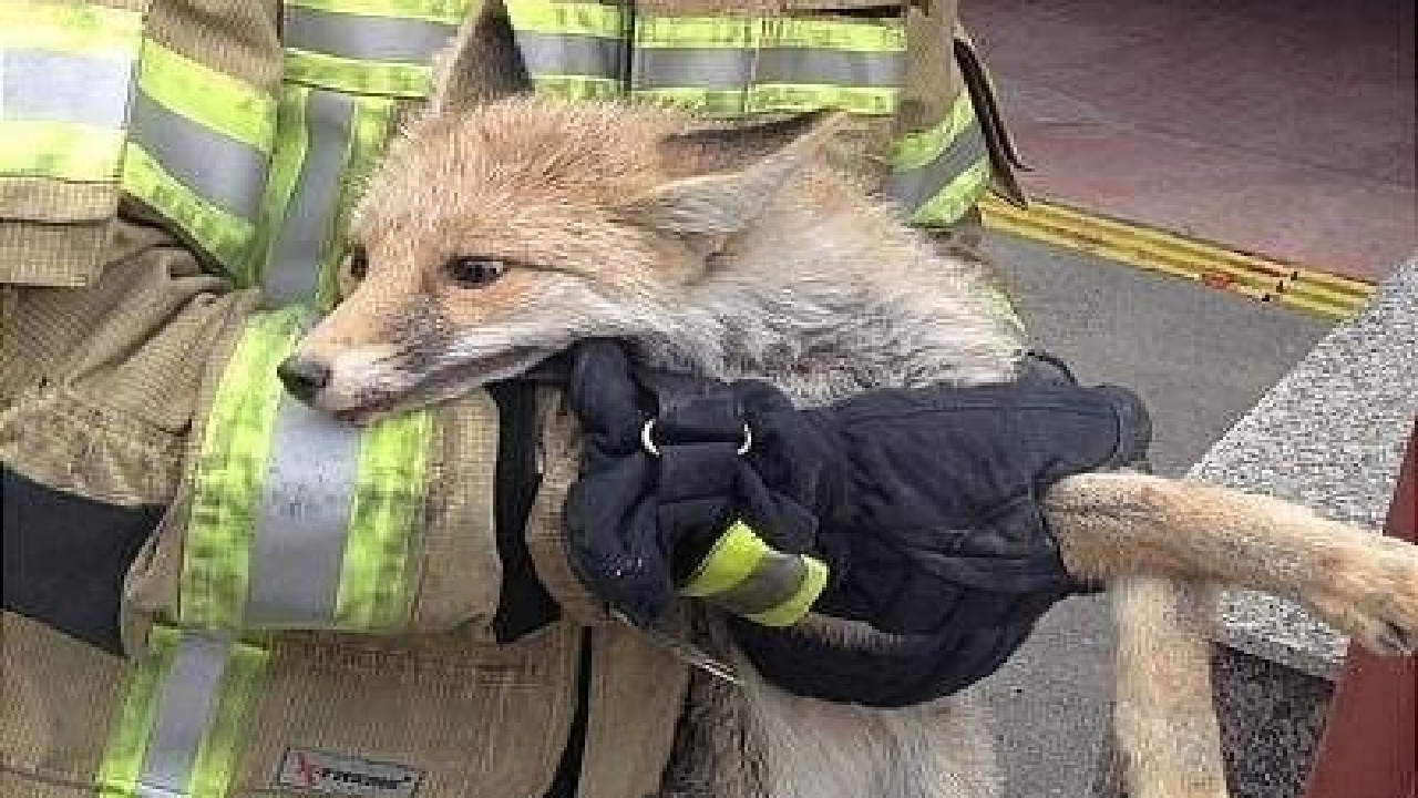 جلسه محیط زیست و آتش‌نشانی درباره حضور جانوران وحشی در مناطق شهری