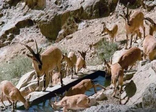 هشدار محیط‌زیست فارس/احتمال خروج حیات‌وحش از زیستگاه‌ها با سرمای شدید