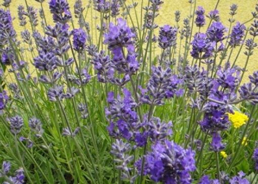 ترکیبی که به مقابله با پوکی استخوان می‌پردازد + فیلم