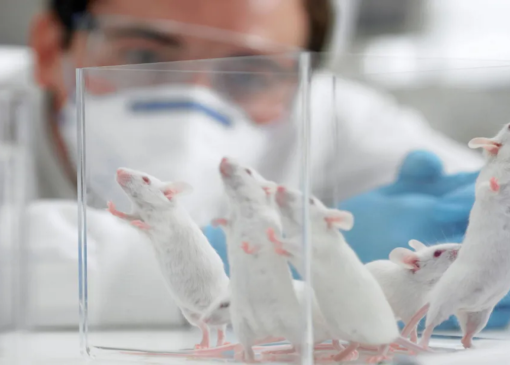 اگر موش‌های آزمایشگاهی را در طبیعت قرار دهیم، چه اتفاقی می‌افتد؟