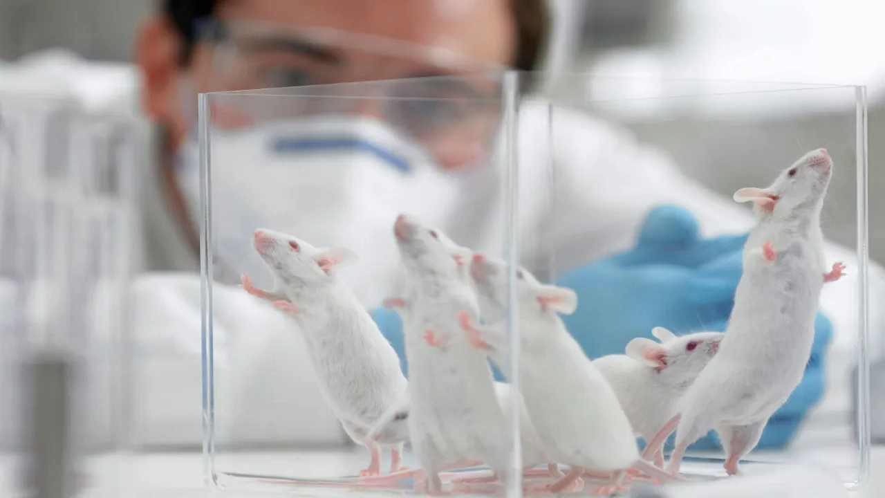 اگر موش‌های آزمایشگاهی را در طبیعت قرار دهیم، چه اتفاقی می‌افتد؟